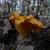 Cantharellus cibariusP1060017